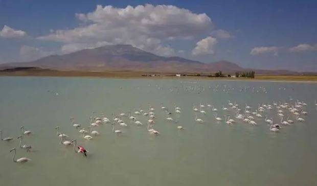 Arin Gölü'nde flamingo şöleni - Resim: 3